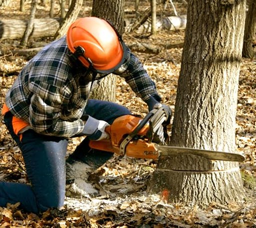 Tree Removal in Cache, OK